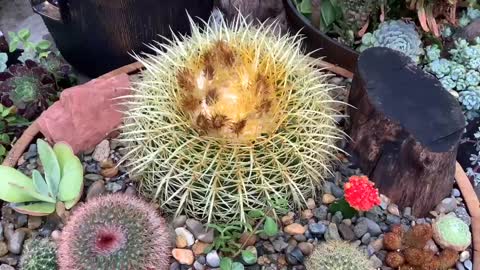 Golden Barrel Cactus