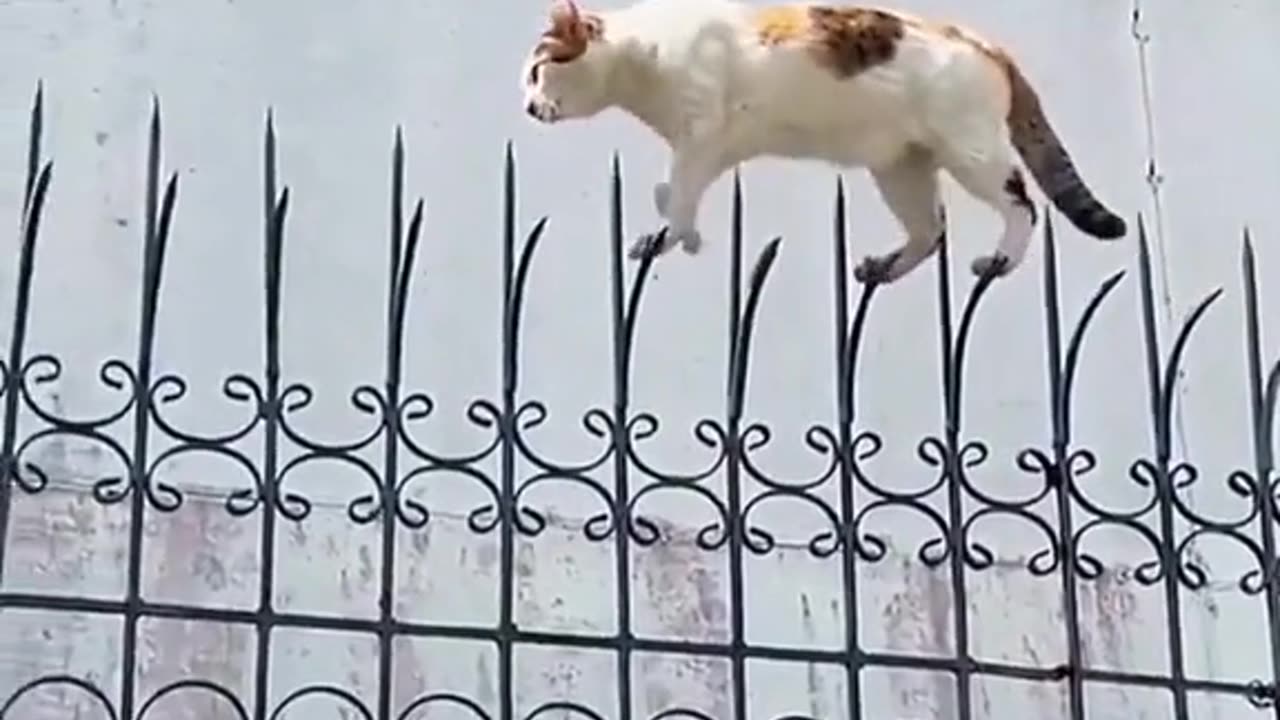 Funny Cat Video 2023