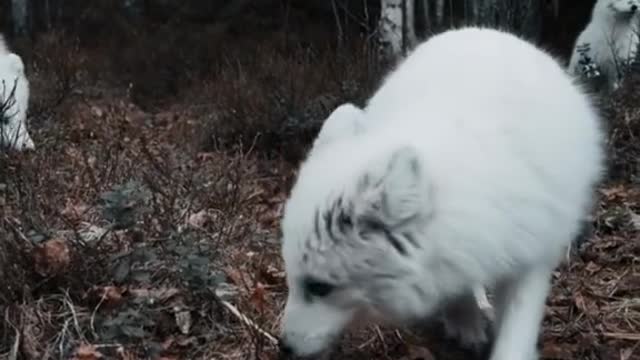 White fox fox