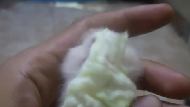 Hamster makan