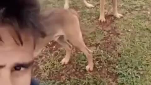 Funny dog and cat video