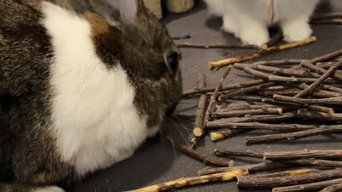 Bunnies chewing time