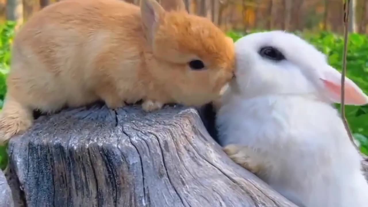 beautiful Rabbits