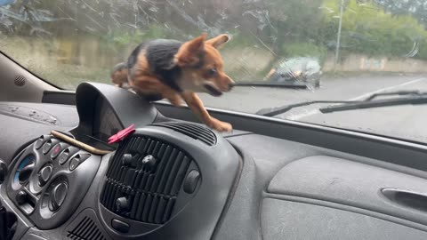 Dog Wants To Catch The Wipers