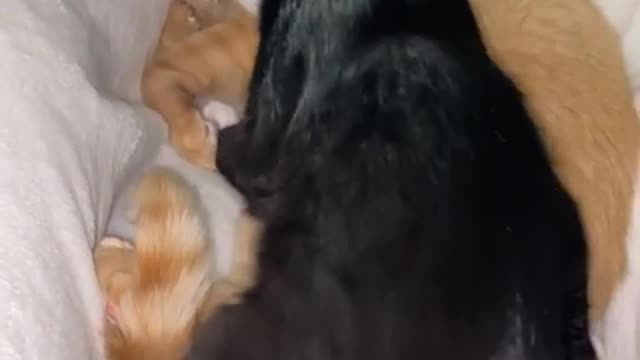 SOOOO SWEET AND LOVEING HUG BETWEEN CATS