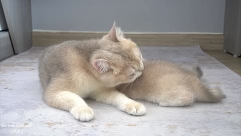 Top videos of mother cat showing love to her kittens [Part 1]. Cute animals videos.