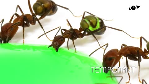 Ants Drinking Green Liquid Candy Timelapse