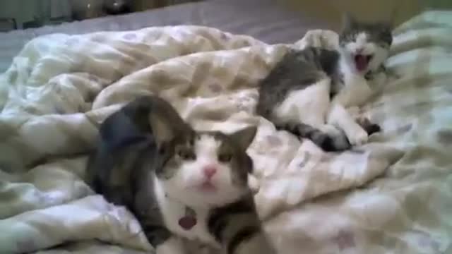 Vidéo comédie