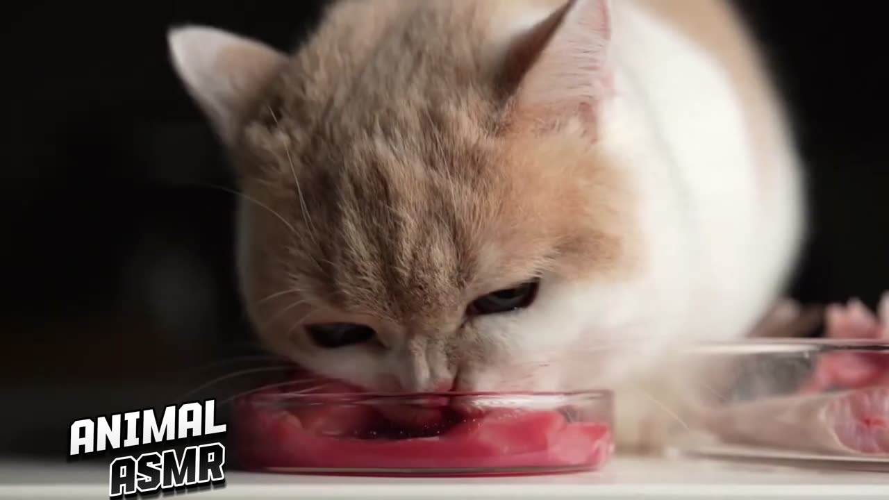 😍ASMR kittens fighting Fresh baby shark for the first time!