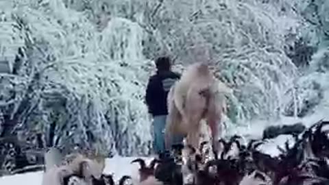 FIRST TIME CAMEL SEES SNOW