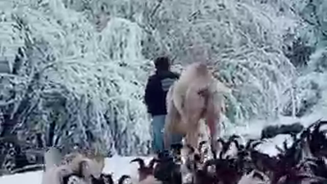 FIRST TIME CAMEL SEES SNOW