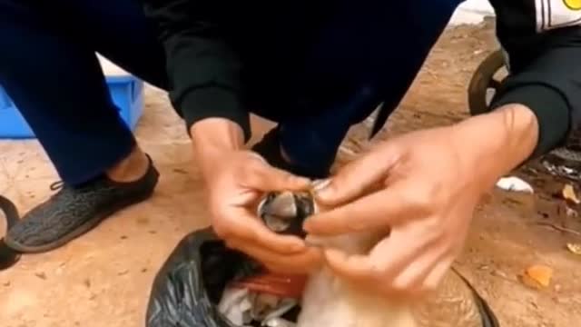 The puppy in the garbage truck 😭#fyp #dog #puppy #foryou #pet #abandoned