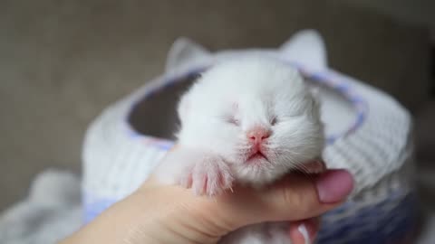 Blind kitten is eager to play; too adorable