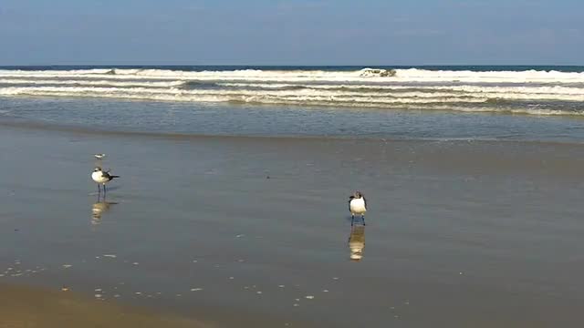 Nature with birds