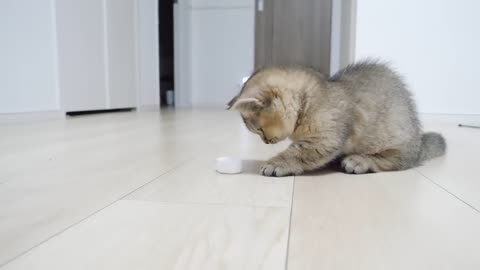 Kitten Kiki vs PET Bottle