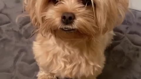Funniest DOG Videos Ever!!