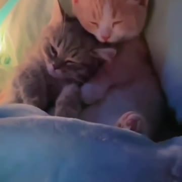 Best video of Cats/ kitten. Rumble/cat & dogs videos