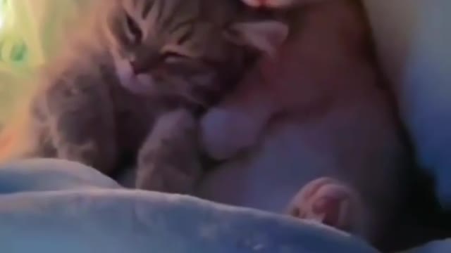 Best video of Cats/ kitten. Rumble/cat & dogs videos
