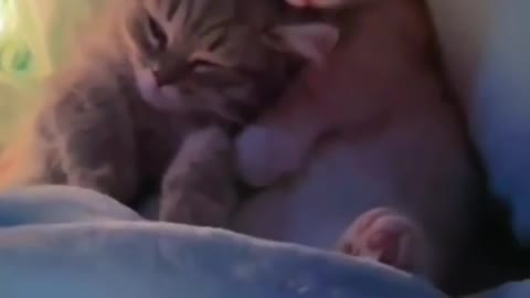 Best video of Cats/ kitten. Rumble/cat & dogs videos