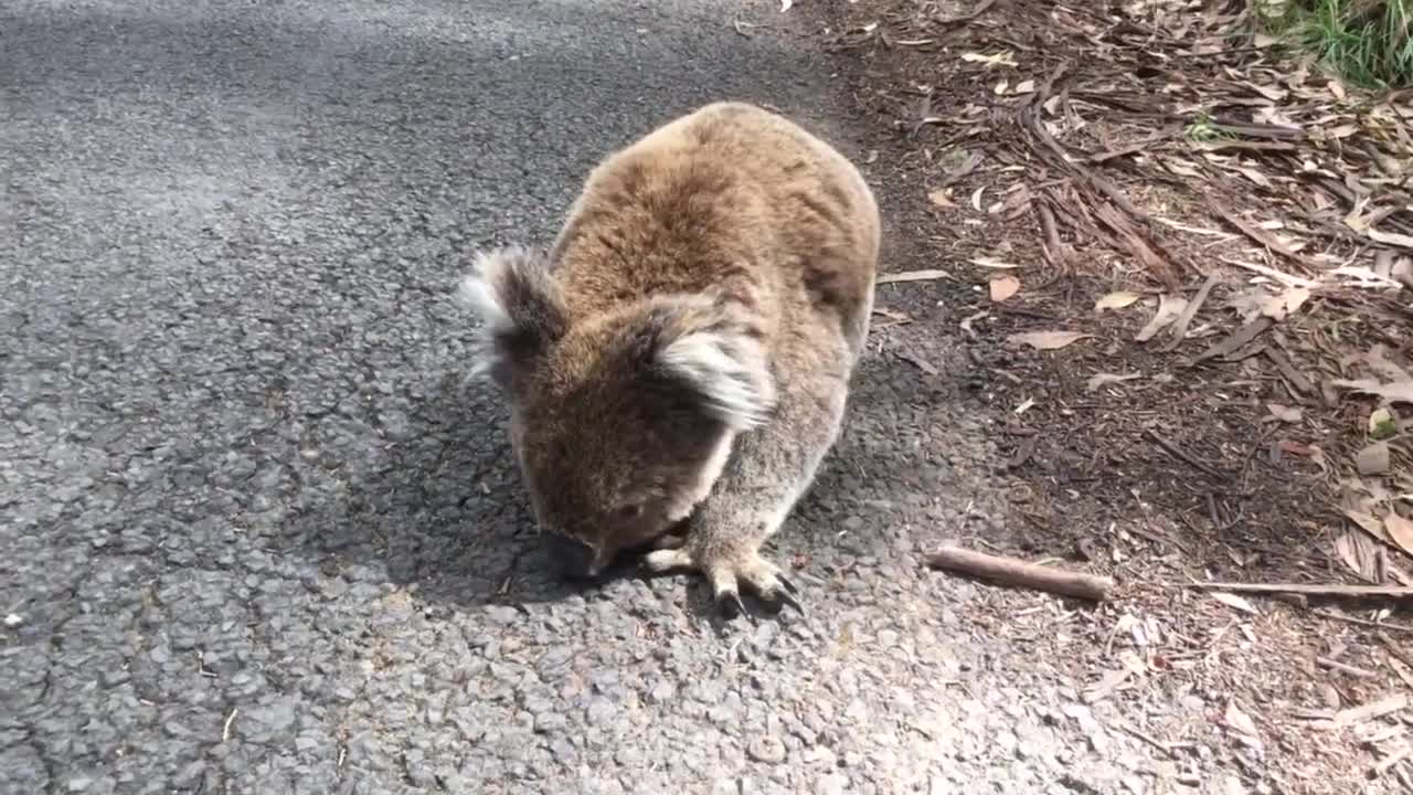 Meeting a funny koala on the road in Australia