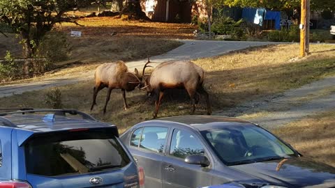 Sparring Elk