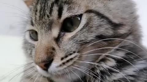 protect wild animals and maintain
