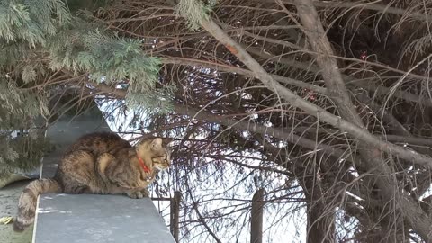 A brown cat standing next to a tree and looking at another cat