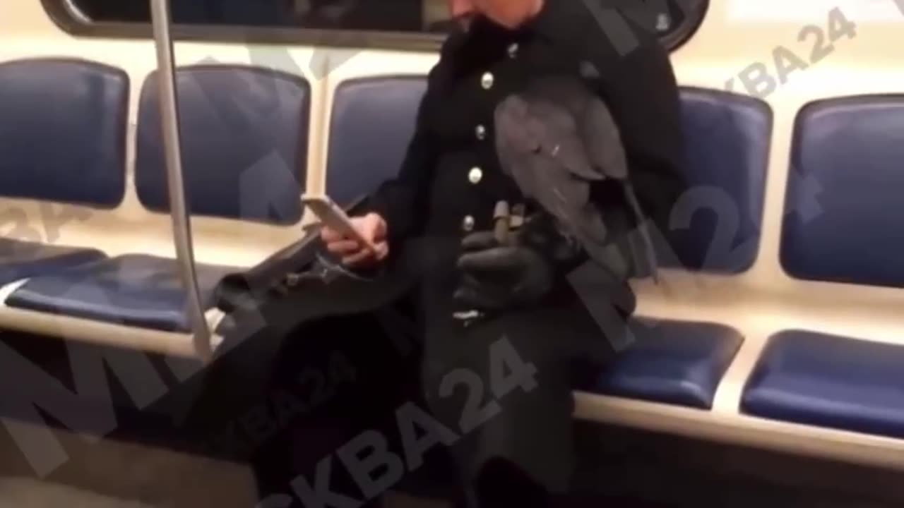Wonder if the crow paid the fare too 🤣