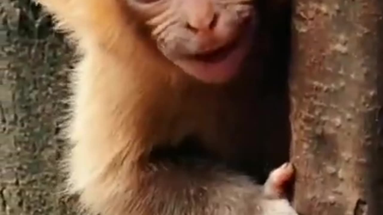 Amazing Call by Monkey #shorts #viral #shortsvideo #video