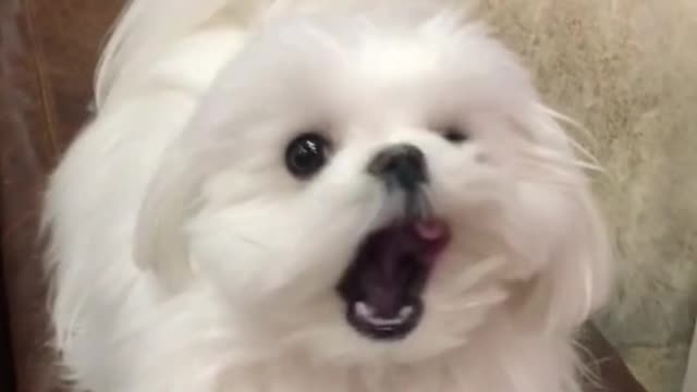 What it looks like when it's sleepy
