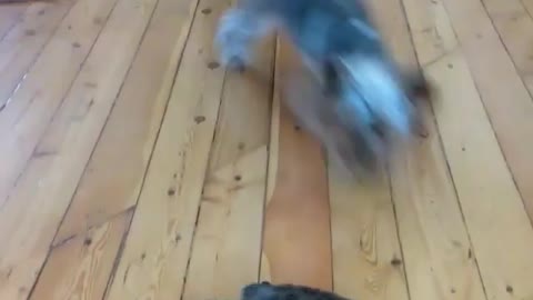 The puppy is following the turtle