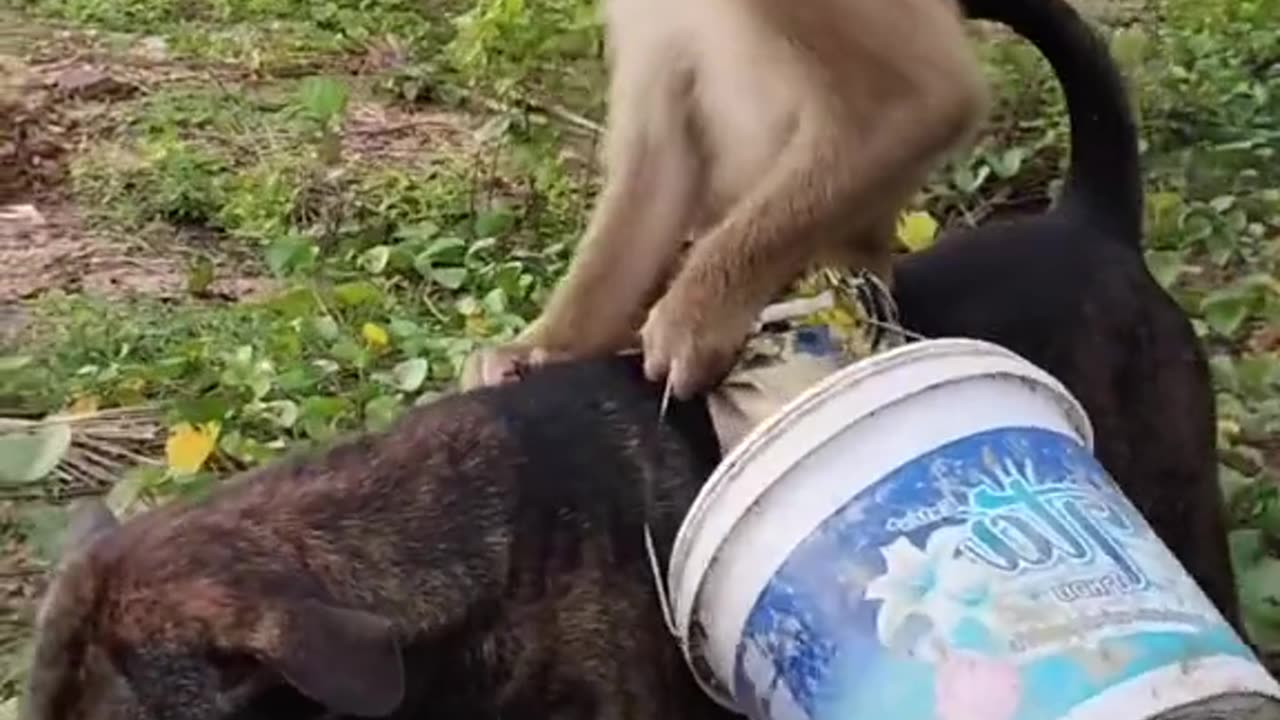 Monkey in dog entertainment video