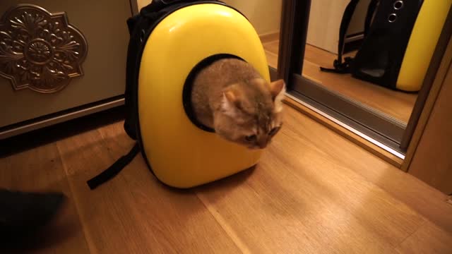 Hosico astronaut