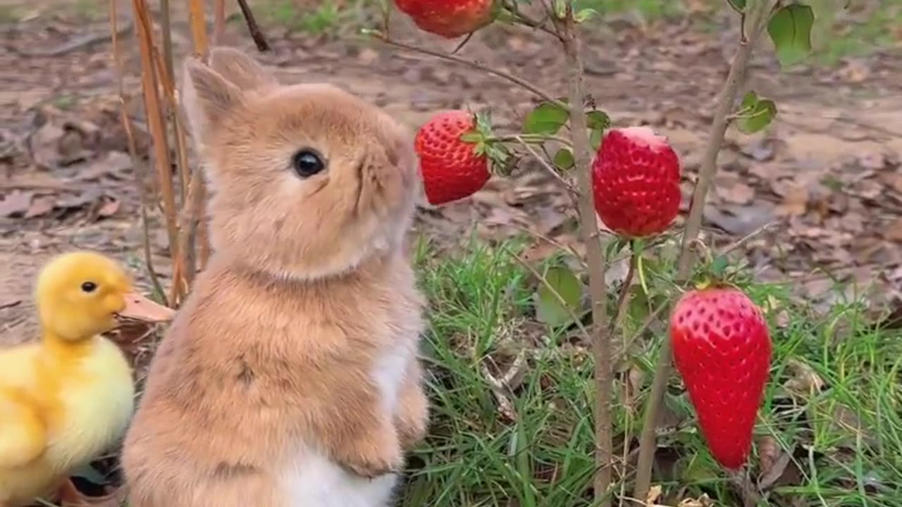 Adorable Bunny Bliss: Delightful Rabbit Devours Juicy Strawberry!