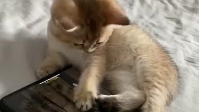 Cats are so funny PART FUNNY CAT VIDEOS TIK TOK