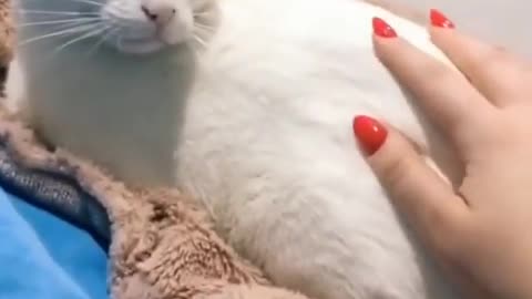 Kitty’s reaction to mom and dad