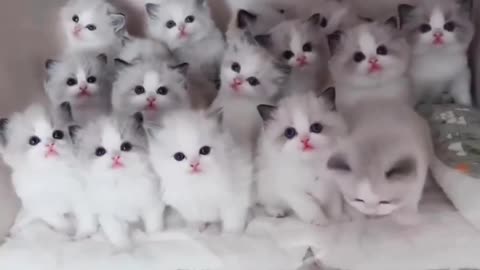 So many kittens ❤️❤️❤️