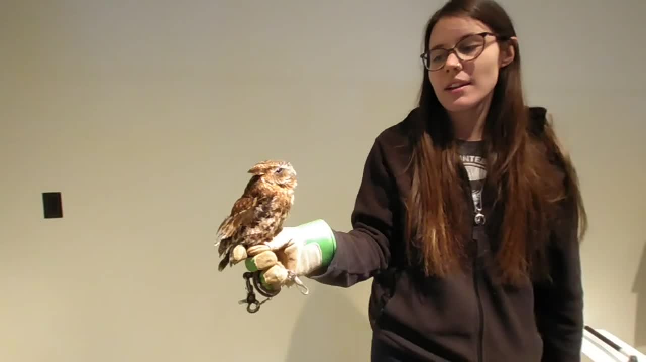 Meet ‘Matrix’ The Screech Owl! A 3D VR Experience From OwlFest.