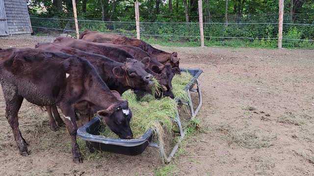 Cows love grass
