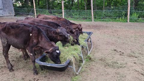 Cows love grass