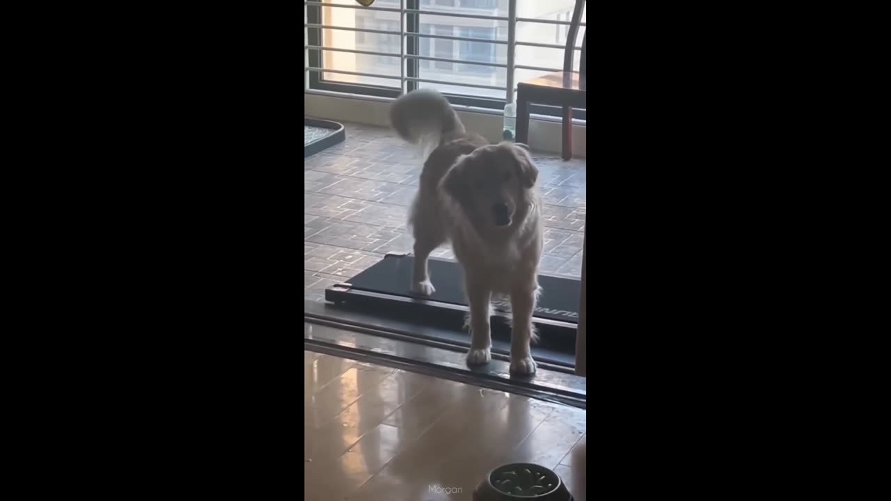 Cute dog walks on treadmill | funny Animal video