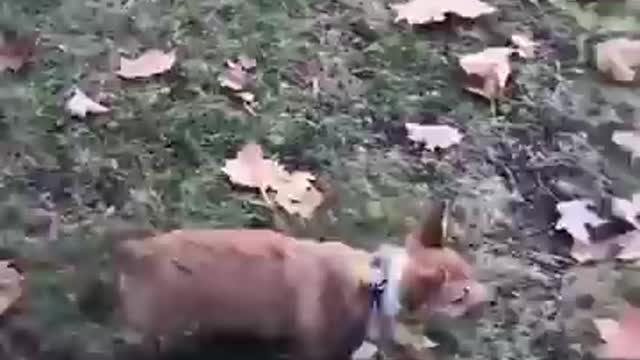 Corgi Puppy Experiences So Many 'Firsts' | The Dodo