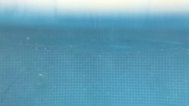 Golden Retriever Swimming in a Pool - Cute Dog Breed