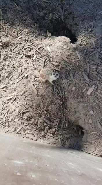 Cute Meerkat