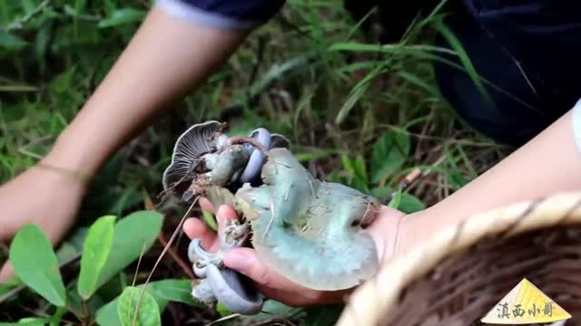 Picking Mushrooms in Yunnan China