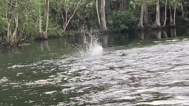 Monkeys jumping from trees into river in Florida!