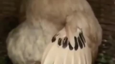 Funny Animals _ Cute Pets Videos Compilation 047 _funny animals _healing