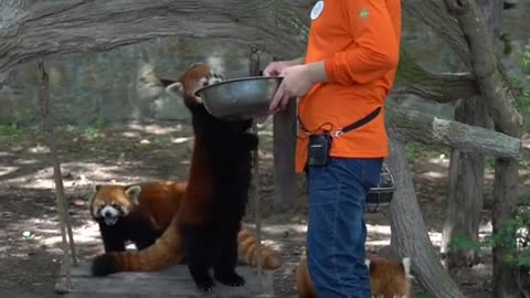 Erbao what are you up to # Red Panda