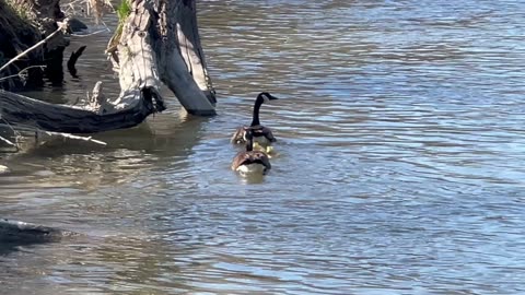 First goslings sighting at James Gardens this year