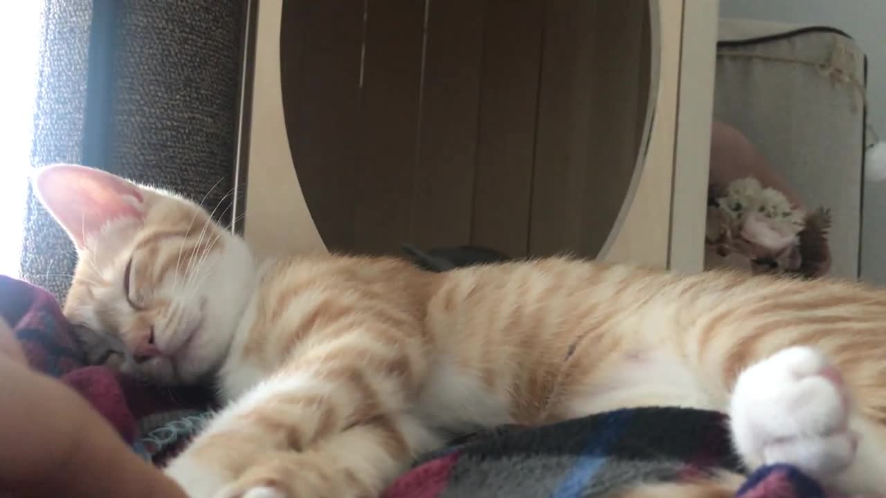 Sweet after a nap at the Cat Tower